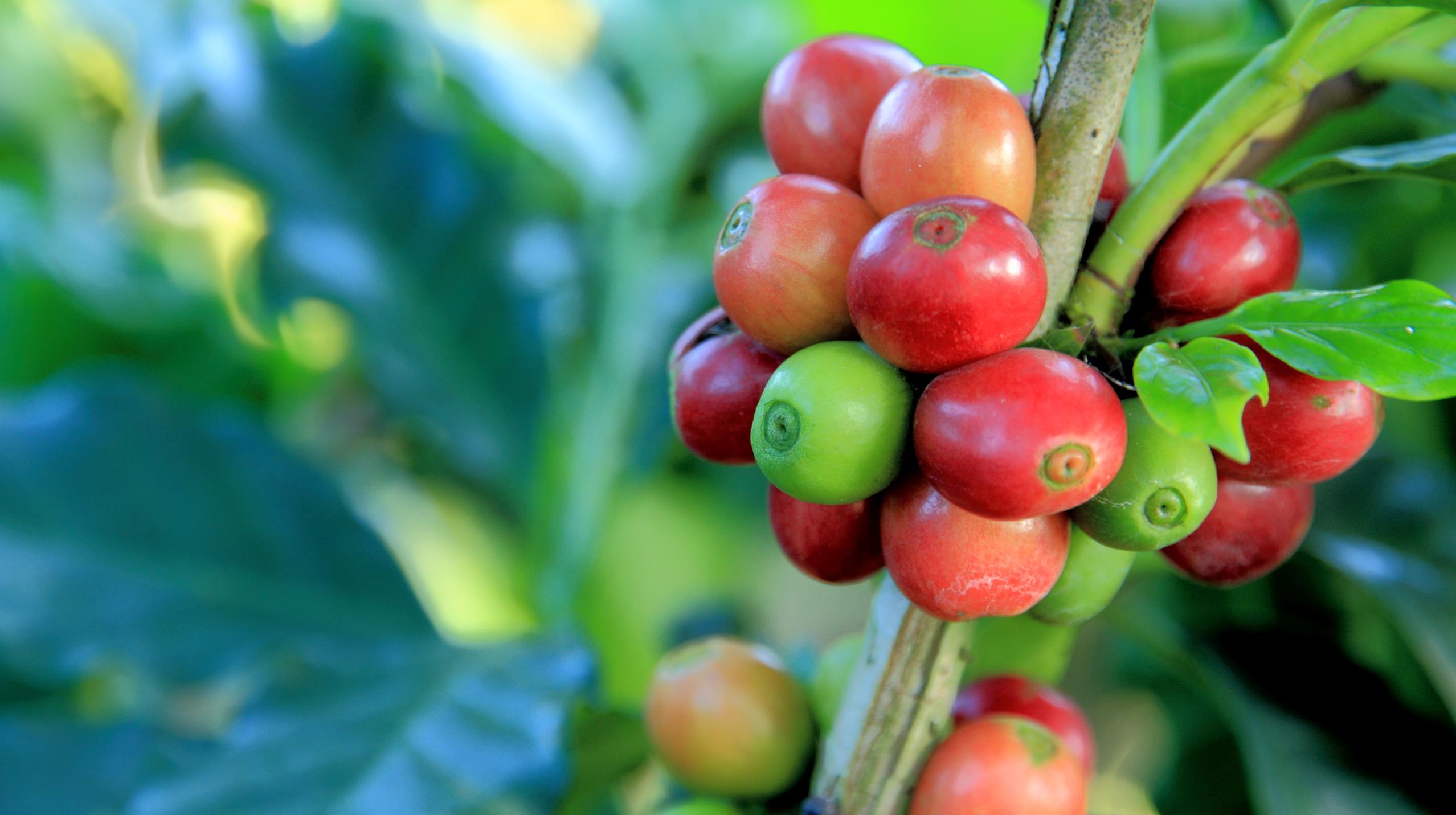 close up af kaffebær på en gren
