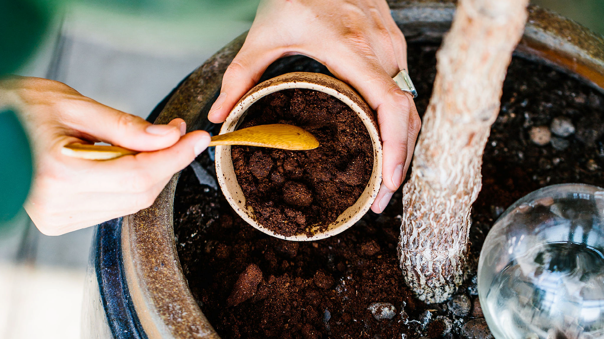 Hånd der skraber kaffegrums ud i en potteplante